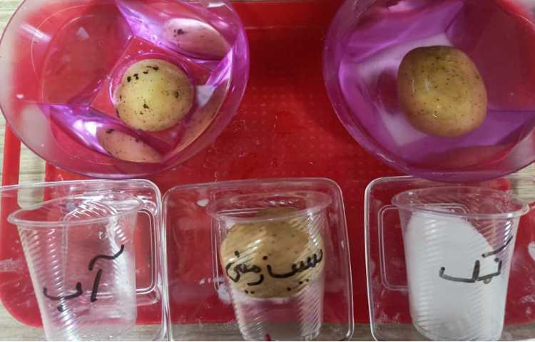 هفته ی علوم" سیب زمینی چروکیده" 3