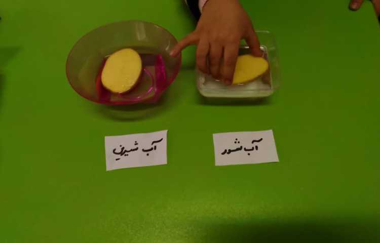 هفته ی ملی علوم (سیب زمینی چروکیده) 1