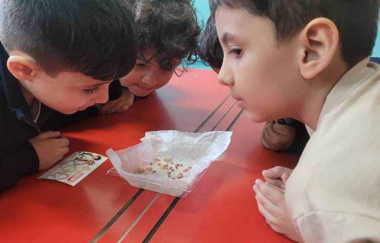 کاشت حبوبات 2