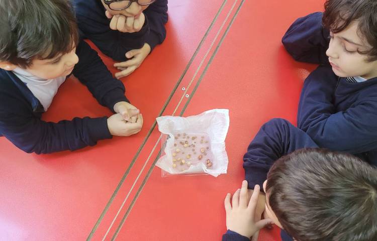 کاشت حبوبات 3