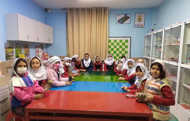 کاشت دانه لوبیای جوانه زده 2