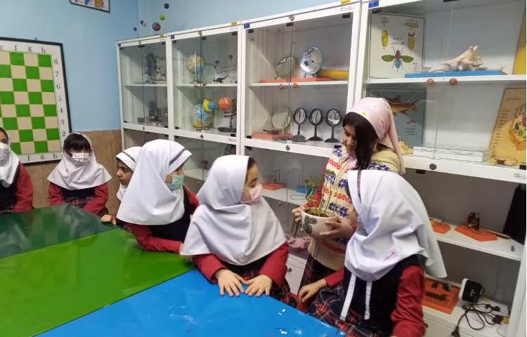 کاشت دانه لوبیای جوانه زده 2