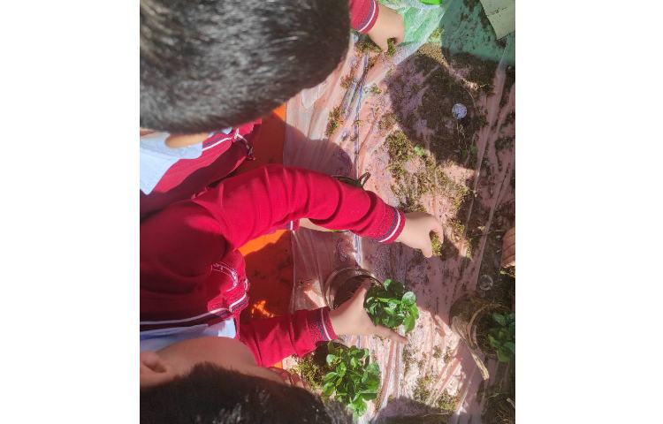 کاشت سبزه نارنج به مناسبت هفته درختکاری انجام شد 1