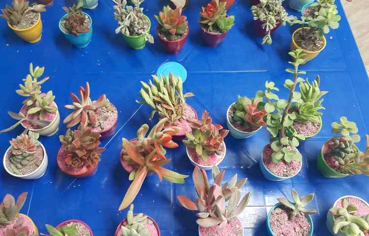 کاشت گیاه به همراه گل پسرانم