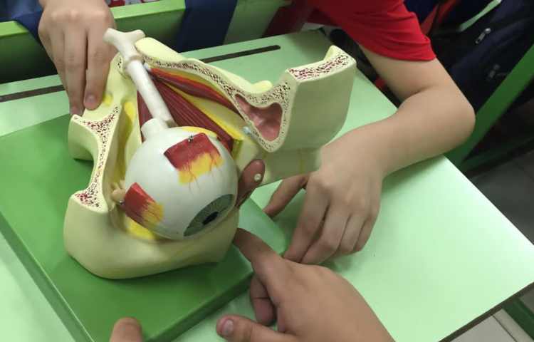 کلاس علوم آشنایی با اجزای چشم 1