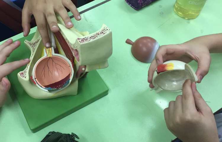 کلاس علوم آشنایی با اجزای چشم 2