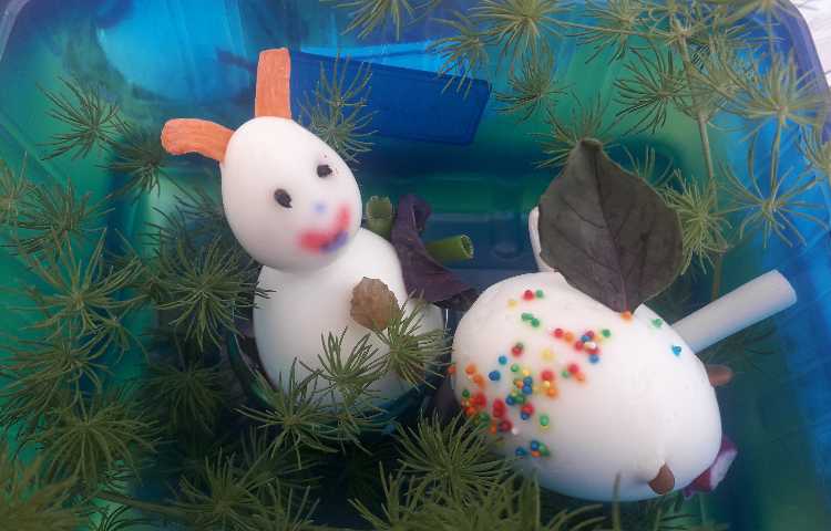 گرامیداشت روز جهانی تخم مرغ 1