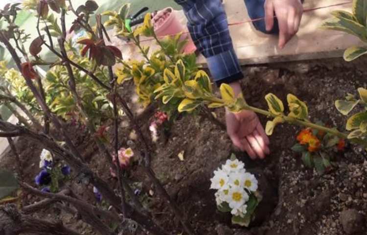 گرامیداشت روز درختکاری دانش آموزان دبستان علوی 9