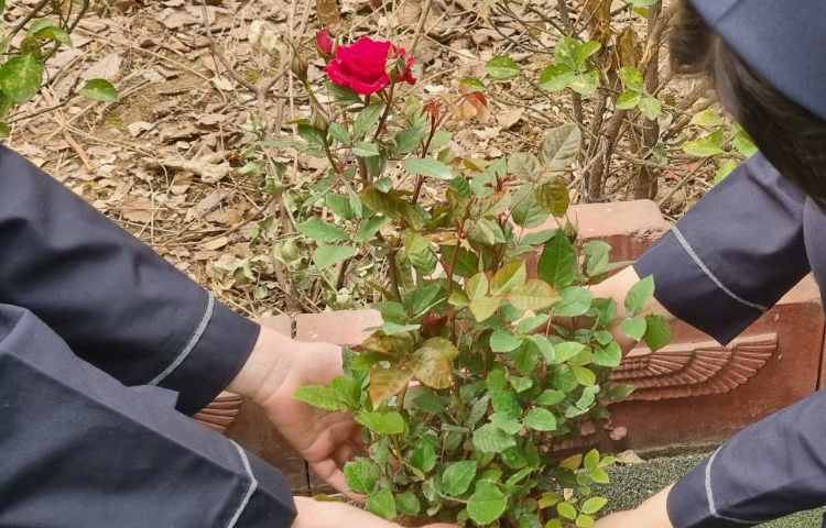 گرامیداشت روز درختکاری, روز دوستی با طبیعت 2