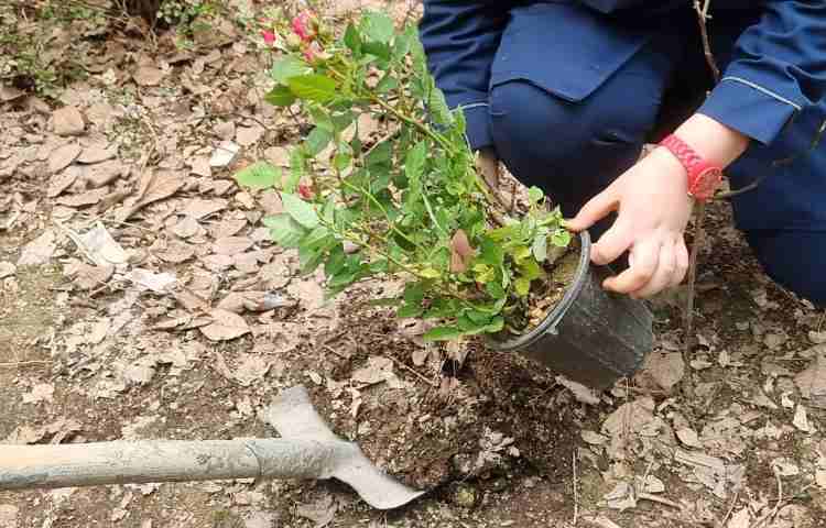 گرامیداشت روز درختکاری, روز دوستی با طبیعت 3