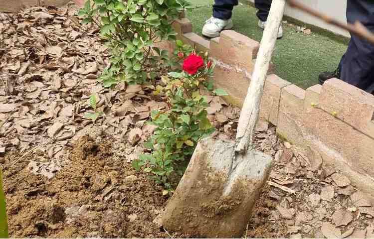 گرامیداشت روز درختکاری, روز دوستی با طبیعت 4