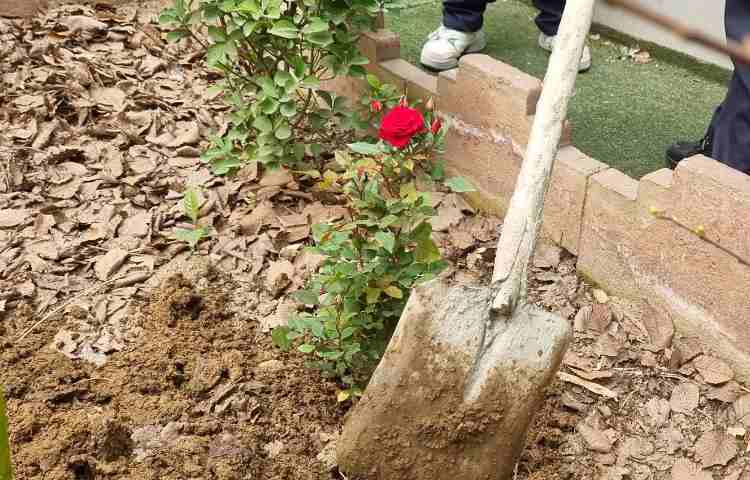 گرامیداشت روز درختکاری, روز دوستی با طبیعت 6