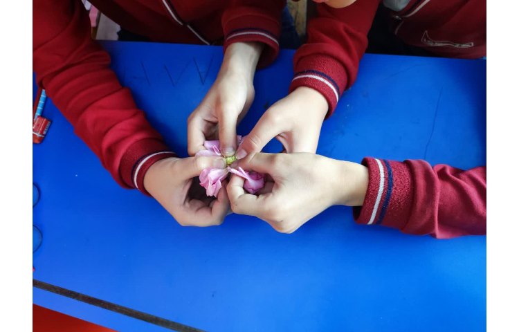 گیاهان -علوم