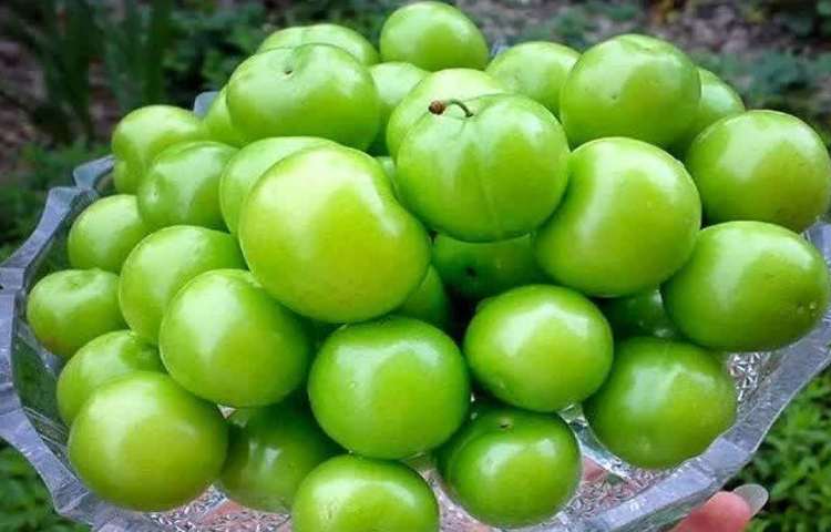 یهداشت خواص درمانی گوجه سبز(آلوچه) 1